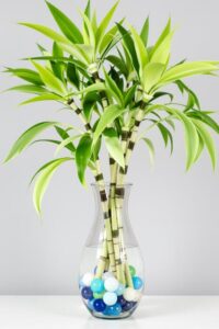 Best Bamboo Plant Vase Ideas in 2026